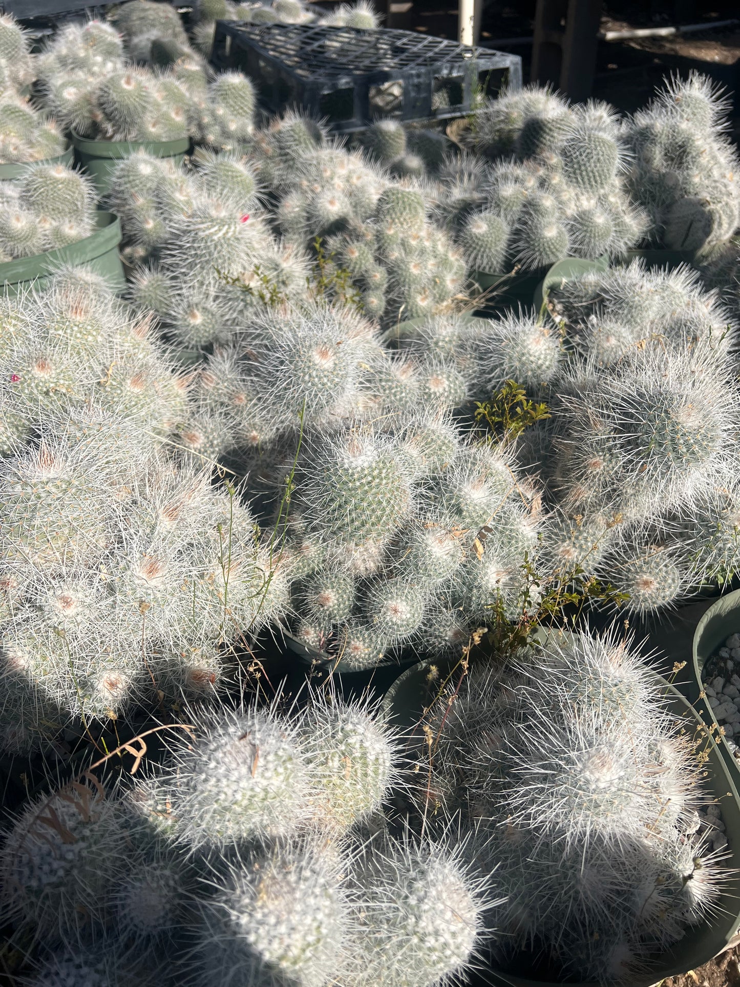 Mammillaria geminispina Seeds