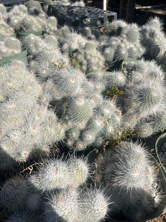 Mammillaria geminispina Seeds