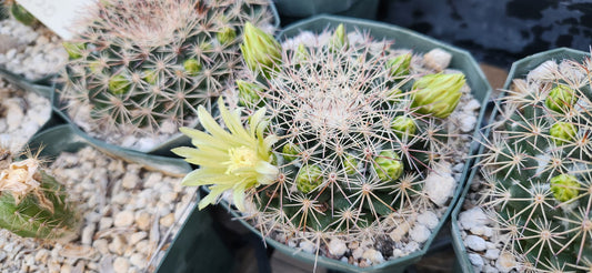 Mammillaria heyderi ssp macdougalii Seeds