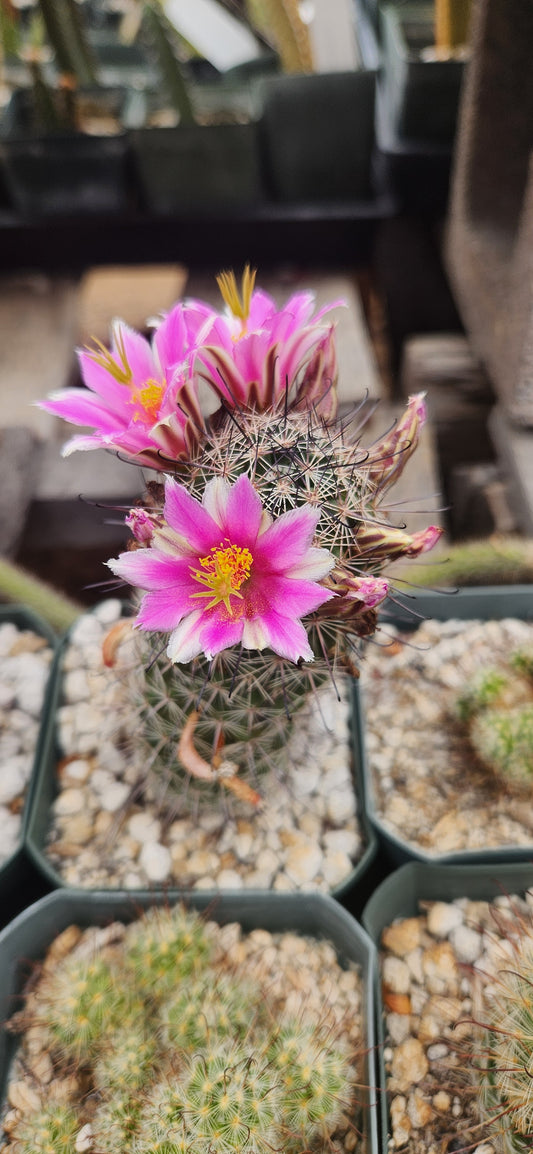 Mammillaria littoralis x mazatlanensis Seeds