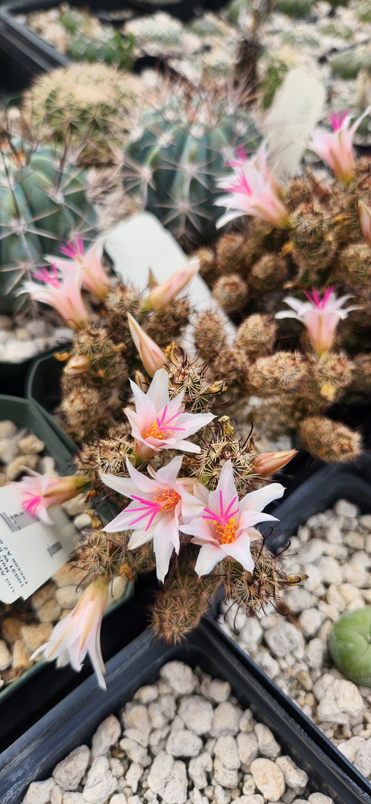 Mammillaria yaquensis Seeds