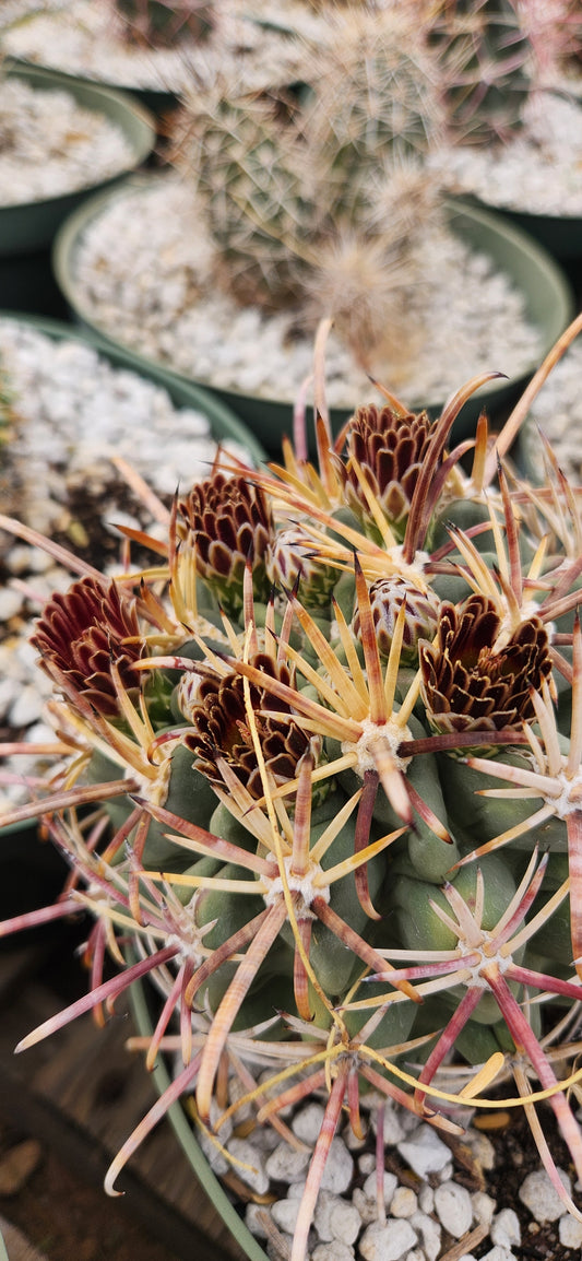 Sclerocactus uncinatus ssp crassihamatus Seeds