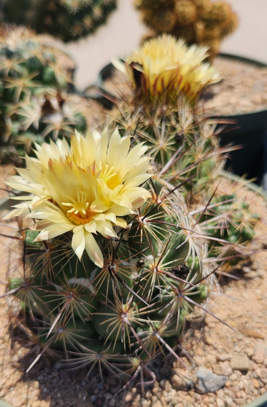 Coryphantha gladispina Seeds