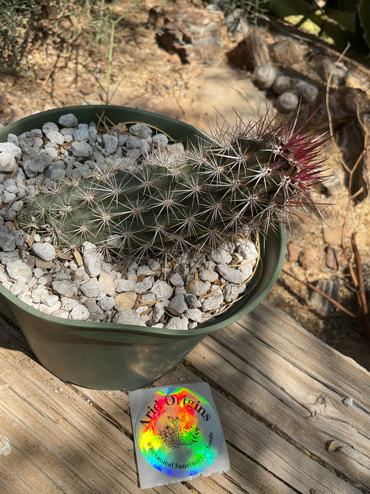 Stenocereus eruca Plant