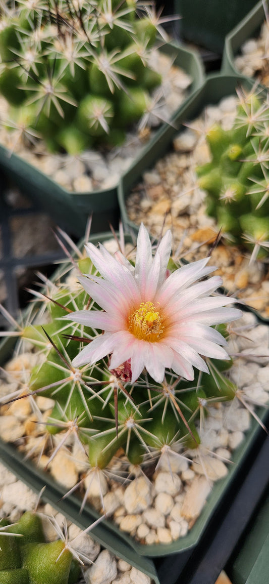 Thelocactus garciae Seeds